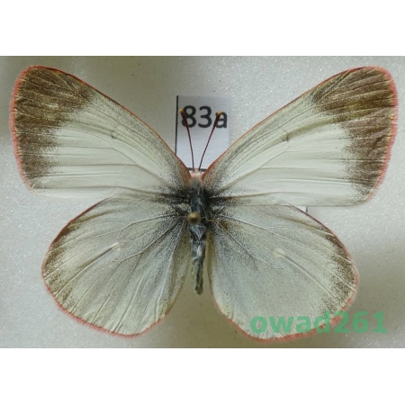 Colias pelidne Boisduval & Leconte, 1830 female Canada83a